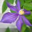 Clematis integrifolia Durandii